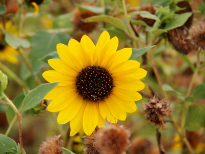 [The petals on this sunflower are plentiful and there is no space between them except at the very tips.]